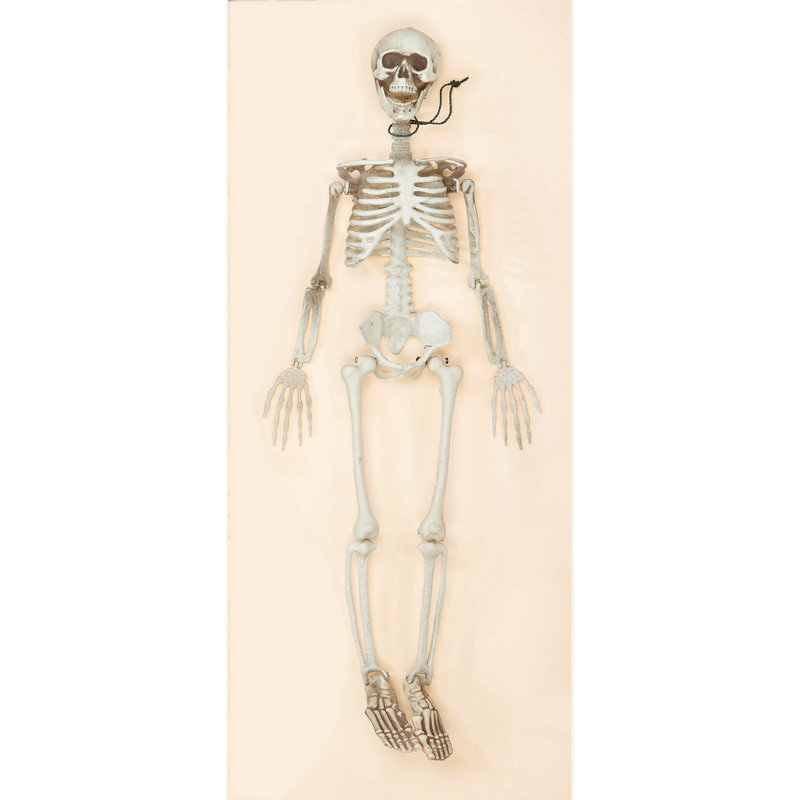 36" Posable Hanging or Sitting Halloween Skeleton
