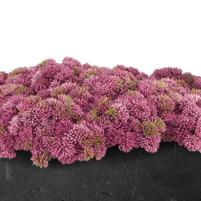 Sedum disposée en pot de fibres, Noir, Rose