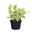Live Pearls and Jade Pothos Plant