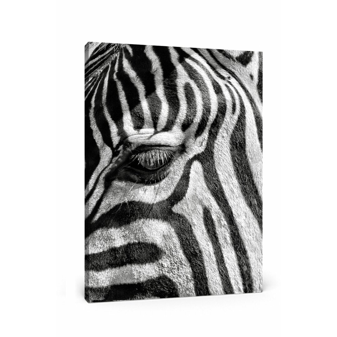 Leinwandbild Zebra Porträt