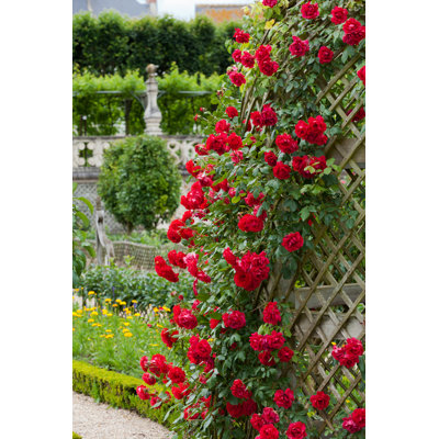 " Red Roses " by Wjarek
