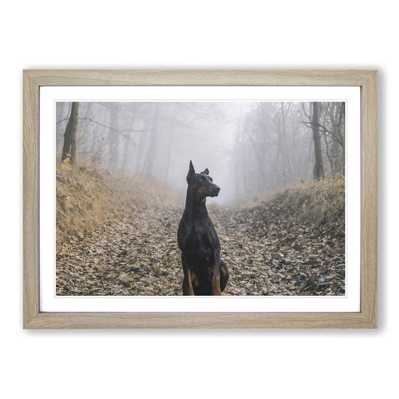 Doberman Dog 3 Framed Photographic - Framed Print, Oak