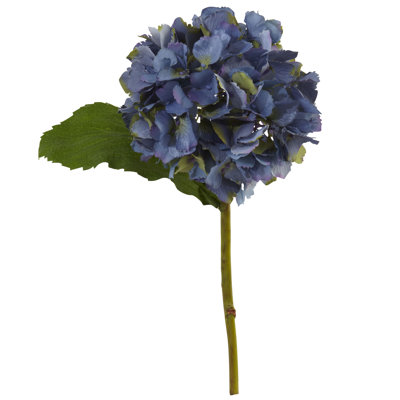Hydrangea