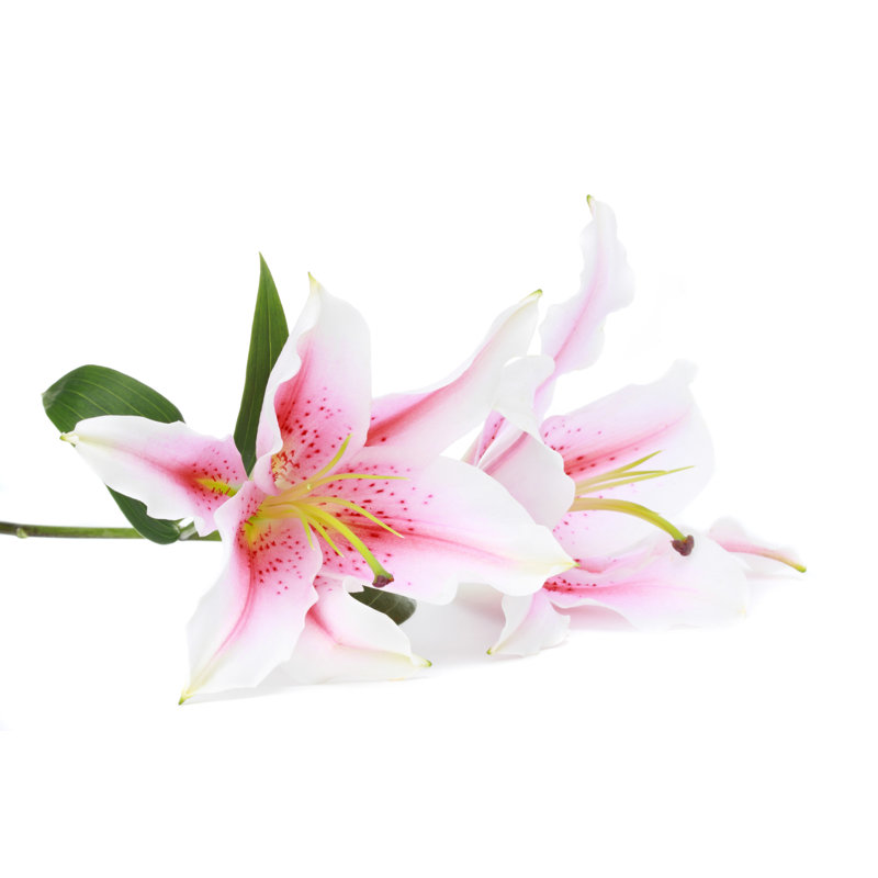 Skopelos Closeup of Lilies 1 Piece Wrapped Canvas Wall Art, 51cm H x 76cm W x 3.8cm D