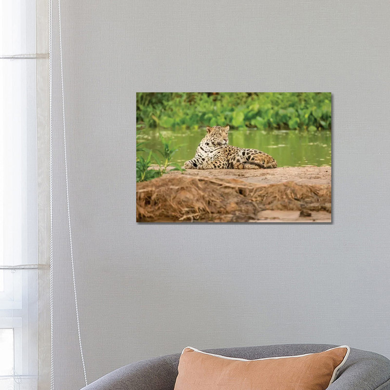 Jaguar Resting On A Sandbar Along The Cuiaba River II, Pantanal Conservation Area, Brazil by Janet Horton - Wrapped Canvas Print