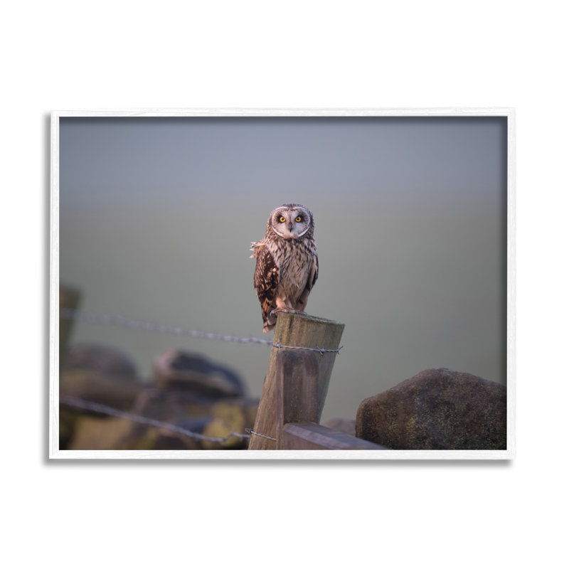 Intensely Gazing Owl Perché, H 11 po x l 14 po x P 1,5 po, Giclée encadrée blanc bord de mer