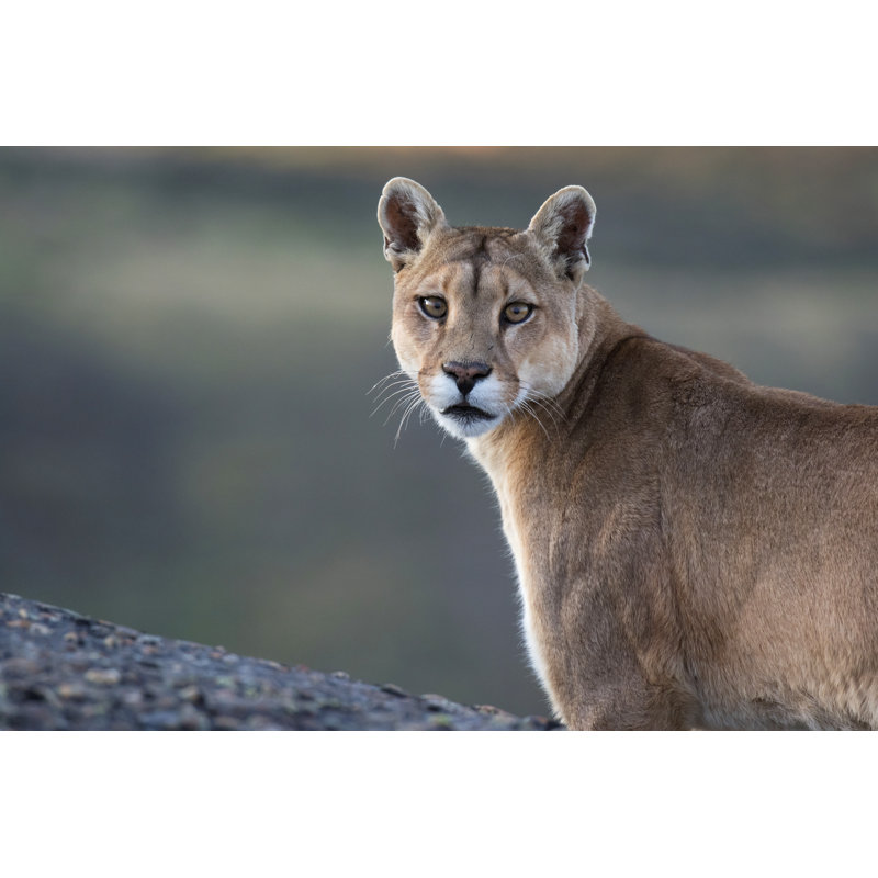 Closeup Of A Wild Cougar by Agami Stock - Wrapped Canvas Print, 51cm H x 76cm W x 3.8cm D