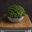 Andaiye 15cm Plant in Pot