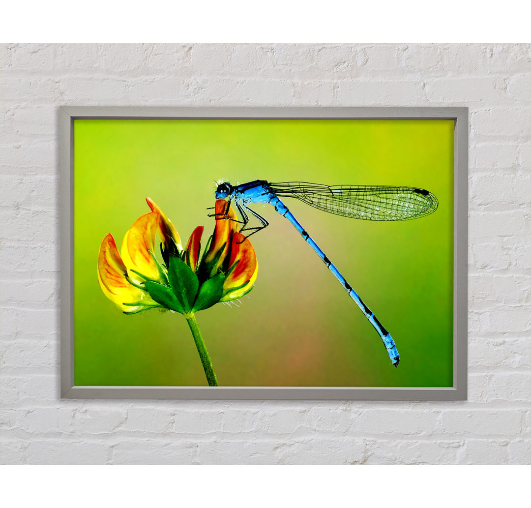 Dragonfly Beauty - Einzelner Bilderrahmen Kunstdrucke auf Leinwand