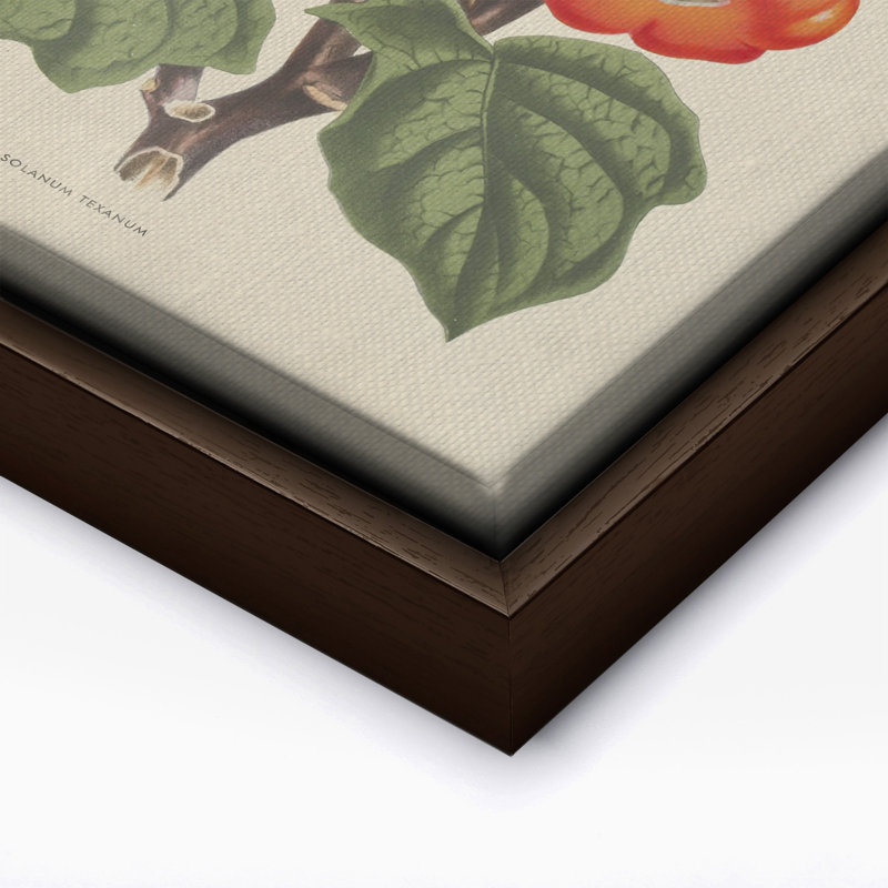 Fleurs des serres - Solanum Texanum, Canvas, Brown Framed, 11"H x 14"W