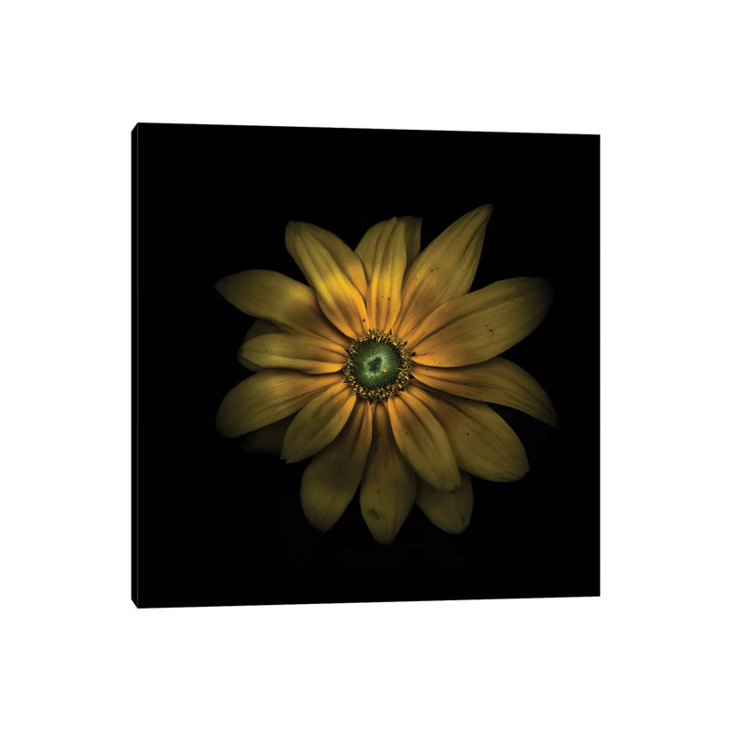 Green Center Daisy by Brian Carson - Wrapped Canvas Print, 45.72 cm H x 45.72 cm W x 3.175 cm D