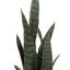Plante de serpent artificielle Sansevieria en pot-1492571394