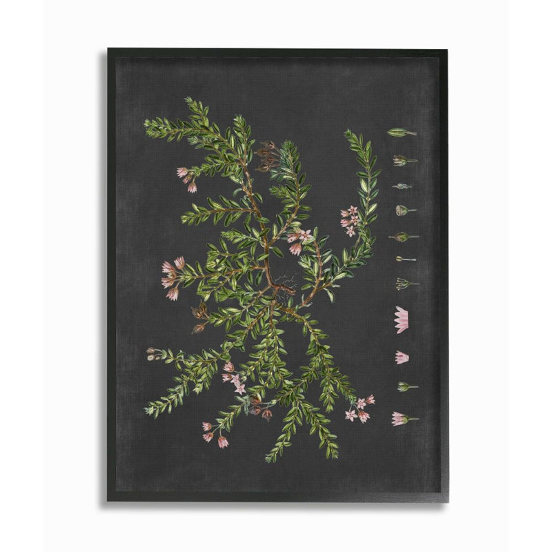 «Botanical Dessin Flower Pink On Black Design», impression, H 20 po x l 16 po, Giclée encadrée noir minuit