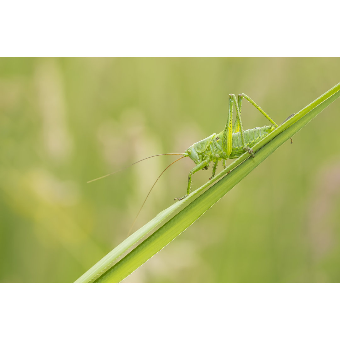 Great Green Bush-Cricket von Sander Meertins - Kunstdrucke auf Leinwand