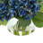 Hydrangea in Vase-1925525977