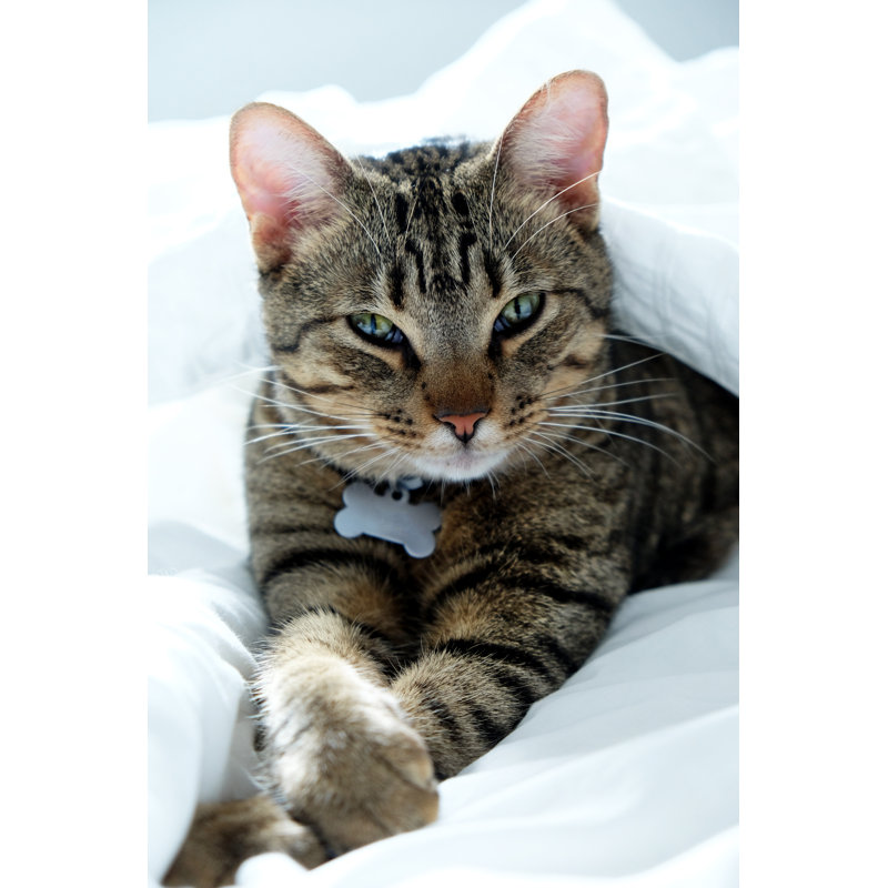 Chaton couché - photographie sur toile tendue, H 12 po x l 8 po