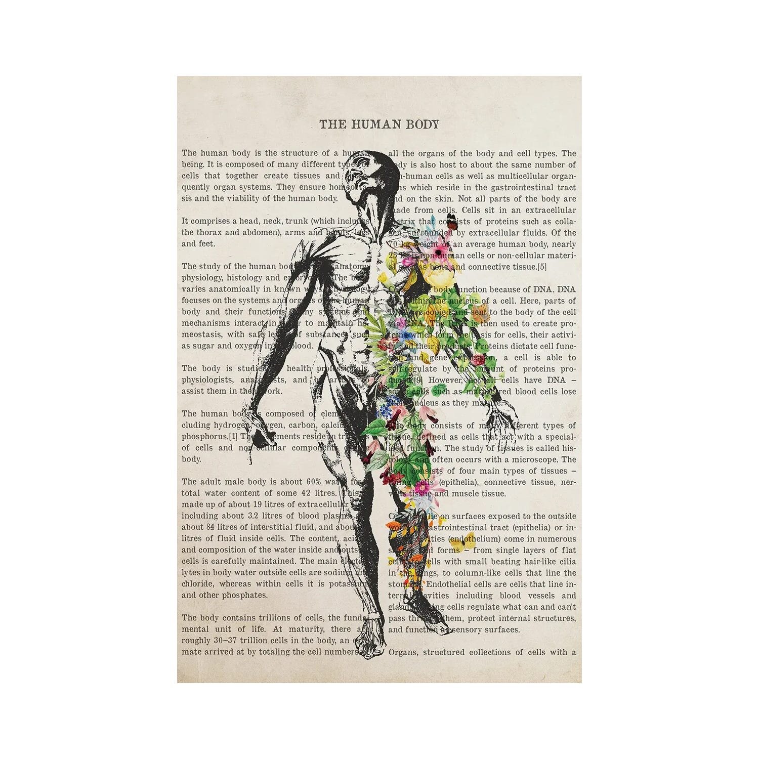 1PC Human Anatomy Muscles System Art Poster Print Body Map Canvas Wall  Pictures for Science Medicine Bedroom Decor (Color : DM395-10, Size :  40X50cm Unframed) : : Home