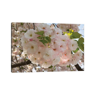 Close-up of White Cherry Blossom Flowers, Imperial Garden, Tokyo, Japan 1 Piece Wrapped Canvas Wall Art