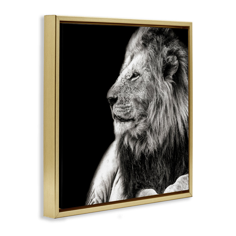 Portrait de lion sur toile flottante encadrée par Shelley Lake, Cadre flottant métallique doré, H 25 po x l 25 po