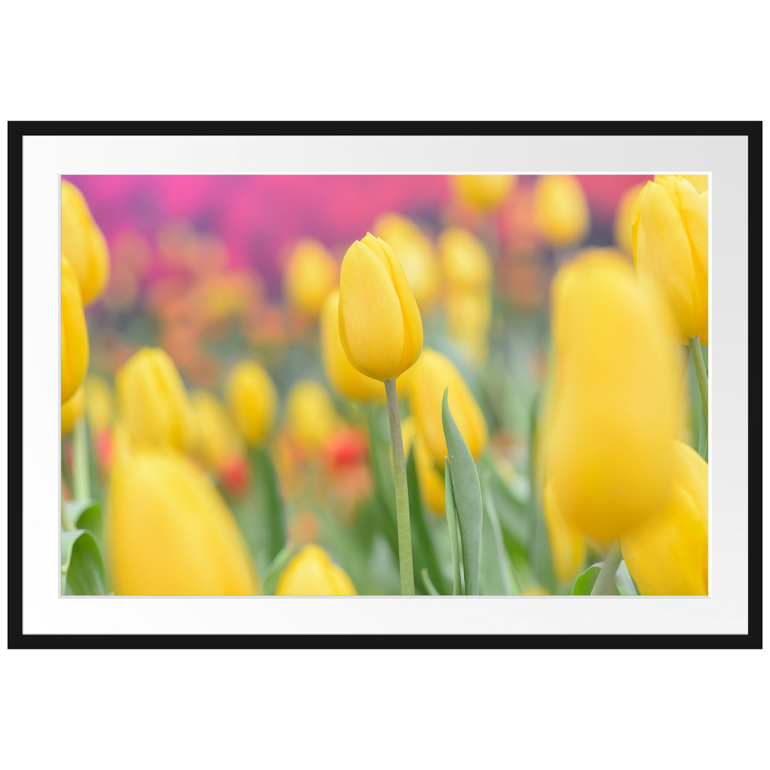 Gerahmtes Poster Gelbe Tulpen im Frühling