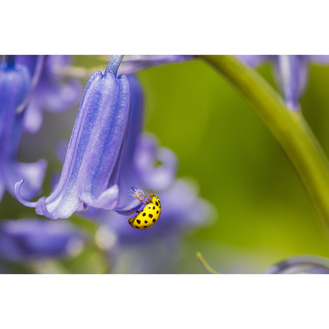 Marienkäfer ruht auf Blume von Peter Vahlersvik - Drucken