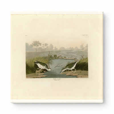 Bécasseau tacheté, plaque CCDX (1835) - art mural carré sur toile