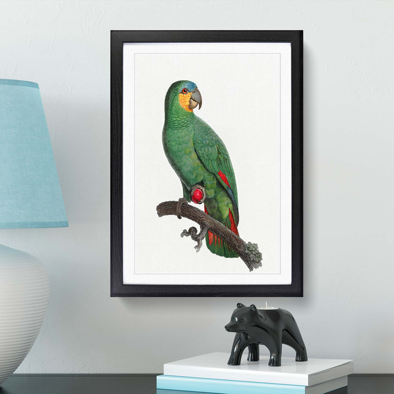 An Orange Winged Amazon Parrot by F. Levaillant - Single Picture Frame Painting, 45cm H x 33cm W x 2cm D, Black Framed