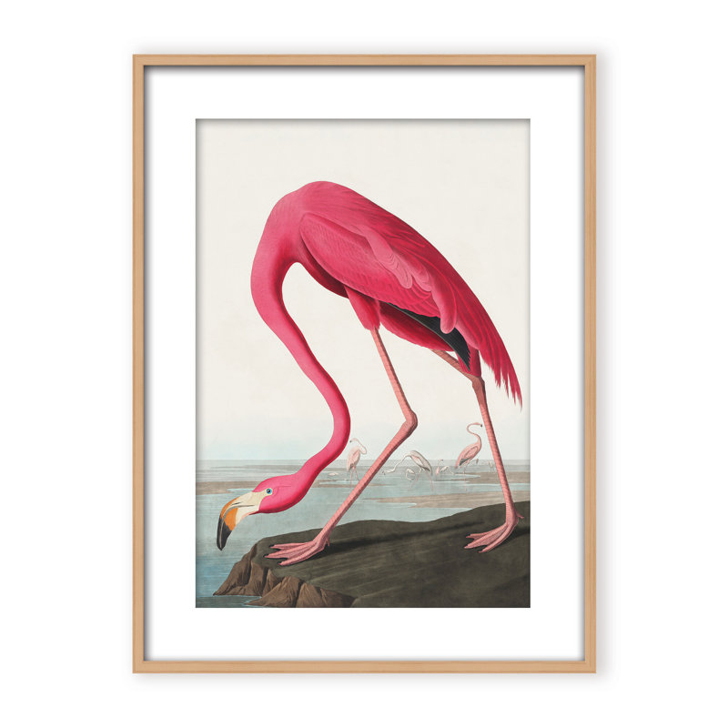 Coastal Retreat Pink Flamingo II From Birds Of America (1827), 24" H x 16" W x 2.375" D, Framed Canvas, Beige