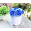 Dissimulateurs de fleurs en pot pivoines-1381601909