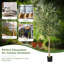 Arbre d'olivier 71,5 po