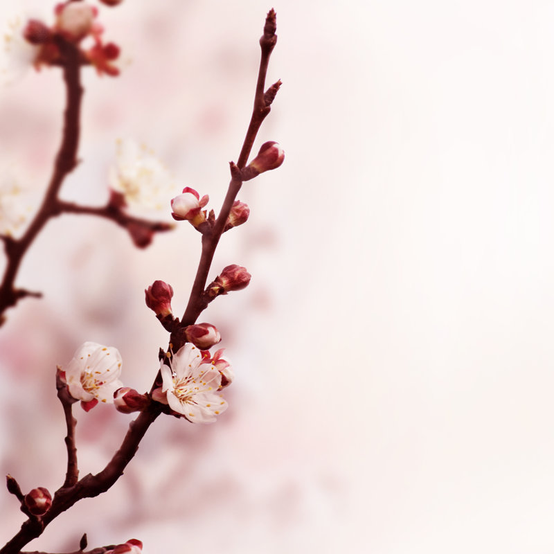 Blossom by Miss_j - Wrapped Canvas Print, 51cm H x 51cm W