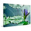 Lily On The Pond by Don Schwartz - Wrapped Canvas Print-1506895644