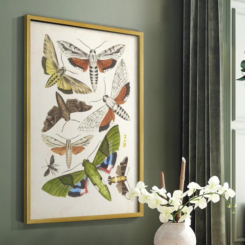 Antique Moths II, reproduction encadrée - bois massif, Or, H 10 po x l 8 po