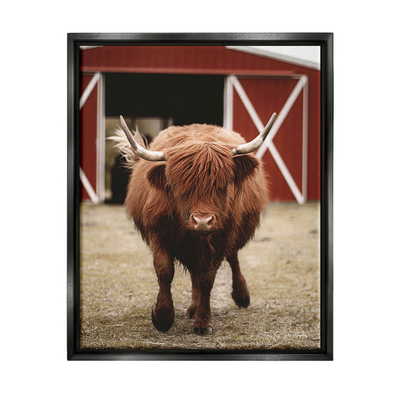 «Trots Highland», photo sur toile flottante, Cadre flottant noir de jais, H 21 po x l 17 po x P 1,7 po
