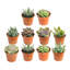 10 Piece Costa Farms Live Mini Succulent Low Maintenance Plant in Plastic Nursery Pot