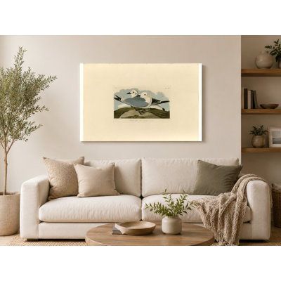 Goéland kittiwake, planche CCxxiv (1835) - Art mural oiseau par John James Audubon