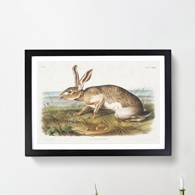 Texan Hare by J.W. Audubon - Picture Frame Art Print, 27cm H x 36cm W x 2cm D, Black Framed