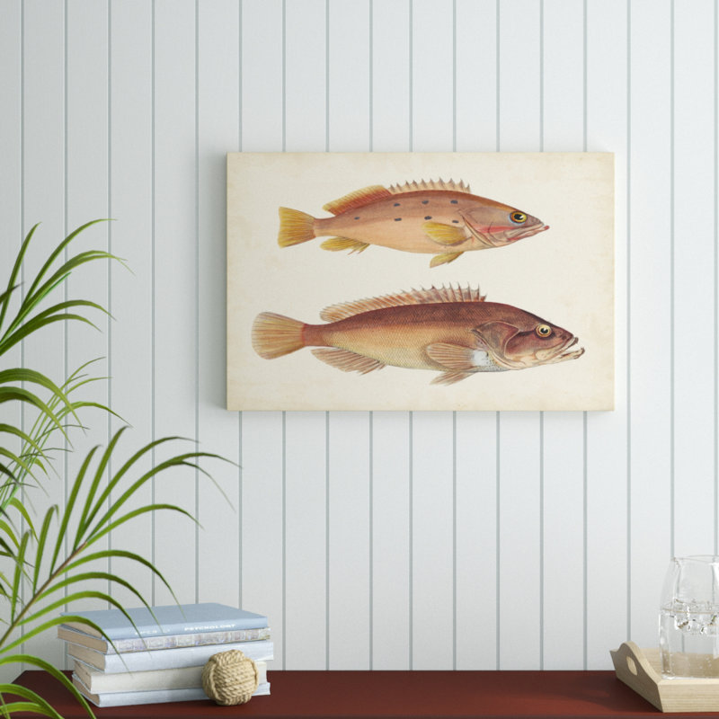 Antique Fish Species II - Painting Print, 51cm H x 76cm W, Wrapped Canvas