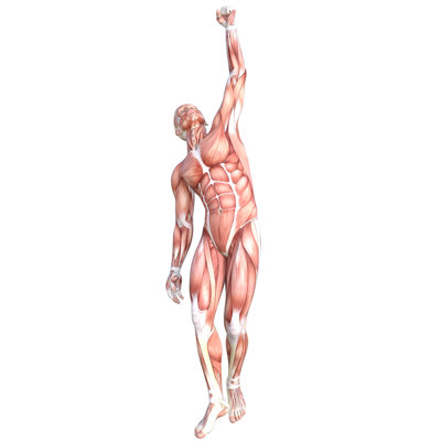 Anatomy Muscle Muscular System Cardboard Standup
