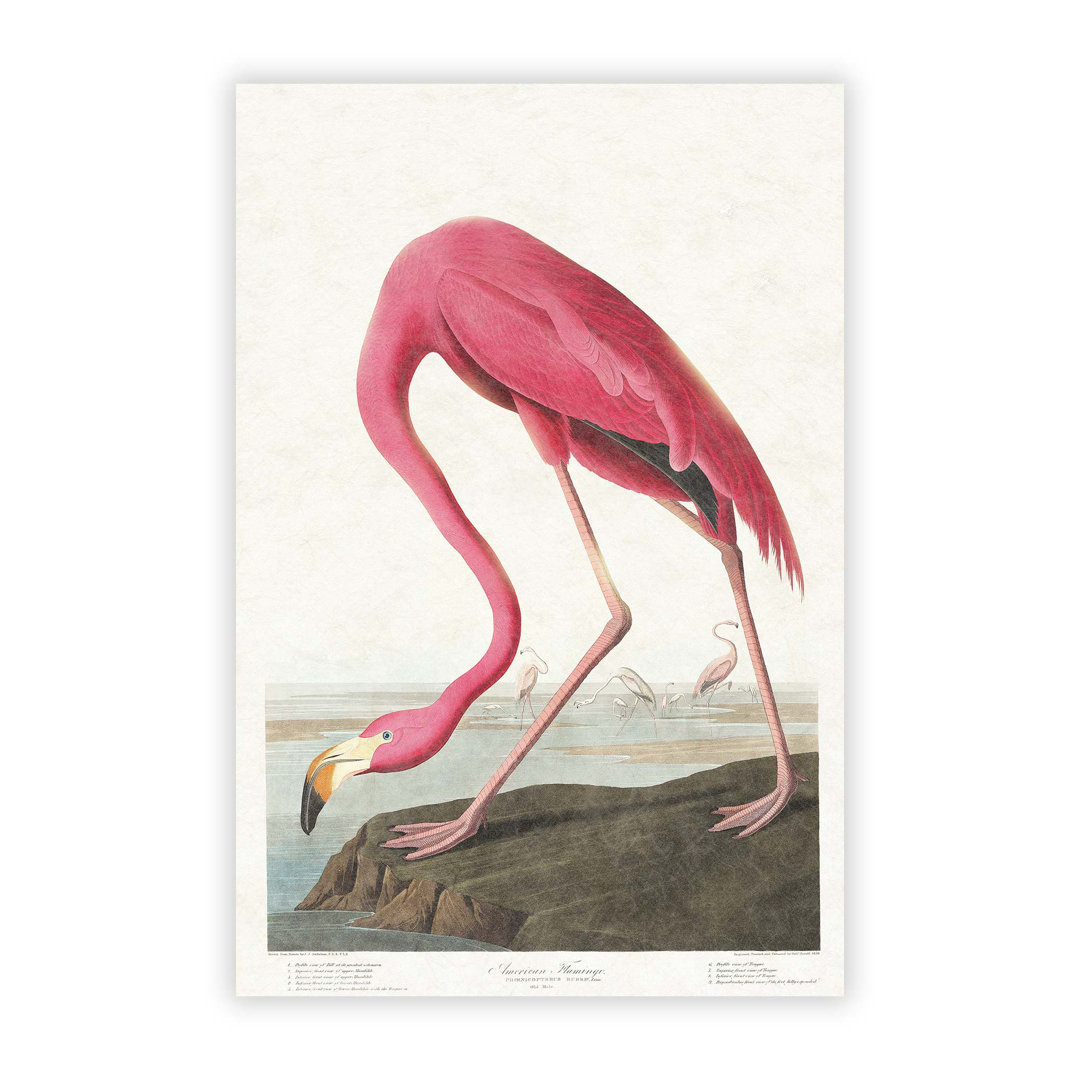 Pink Flamingo by John James Audubon - Wall Art