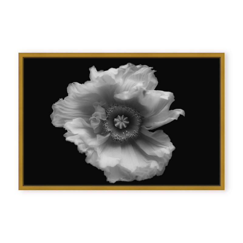 Nature Inspired Poppy in Mono by  - Picture Frame Photograph on Paper, 24" H x 36" W x 1.125" D, Framed Matted Print, White