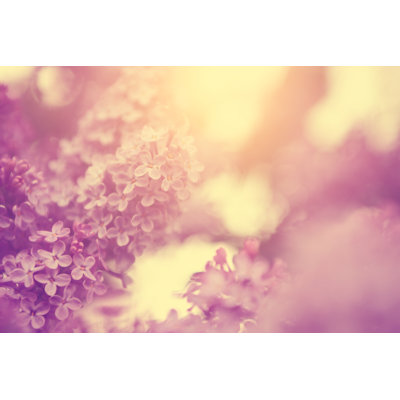 Vintage Photo Of Lilac by BalazsKovacs - Wrapped Canvas Print