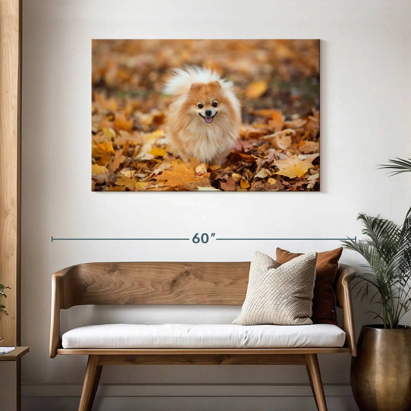 Spitz allemand Brampt sur une promenade d'automne, H 30 po x l 45 po