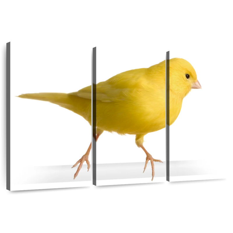 Perched Canary, 28" H x 45" W