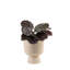 Calathea ''Dottie'' in Ceramic Planter