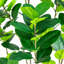 7 pi. Ficus artificiel minimaliste Audrey