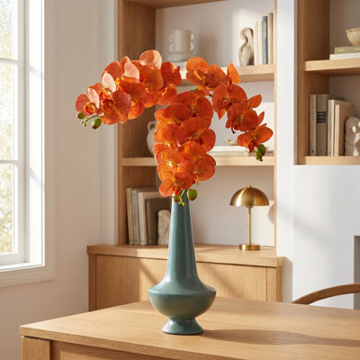 Phalaenopsis en serre 28 po 