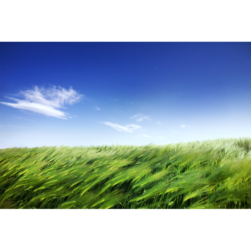 Champ de maïs et temps venteux par Tomml, H 20 po x l 30 po