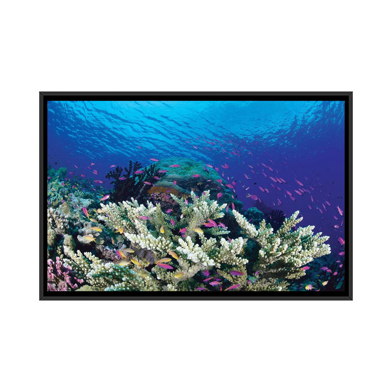 " Yellow Stripe Anthias School Swimming Around Hard Coral, Milne Bay, Papua New Guinea " by Yasuaki Kagii, No Mat