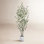 Adalia Eucalyptus Tree in Pot